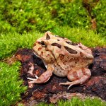 ug_coffee_pacman_frog_2.jpg