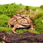 ug_coffee_pacman_frog_3.jpg