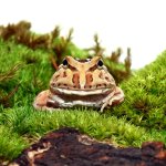 ug_coffee_pacman_frog_4.jpg