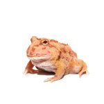 ug_apricot_pacman_frog_2.jpg