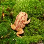 ug_apricot_pacman_frog_4.jpg