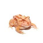 ug_apricot_pacman_frog_1.jpg