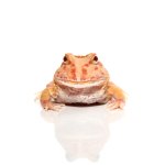 ug_apricot_pacman_frog_5.jpg