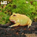 ug_Keylime_Pacman_Frog_4.jpg