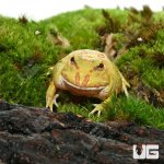 ug_Keylime_Pacman_Frog_3.jpg