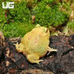 ug_Keylime_Pacman_Frog_2.jpg