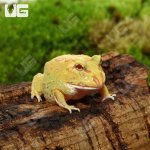 ug_Keylime_Pacman_Frog_1.jpg