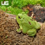 ug_Matcha_Pacman_Frog_1.jpg
