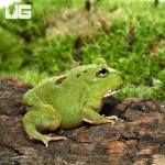 ug_Matcha_Pacman_Frog_3.jpg