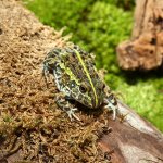 ug_baby_giant_pixie_frog_3.jpg