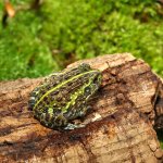 ug_baby_giant_pixie_frog_4.jpg