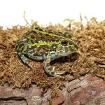 ug_baby_giant_pixie_frog_5.jpg