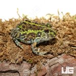 ug_baby_giant_pixie_frog_5.jpg