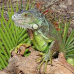 UG_3_4_ft_green_iguana_1.jpg