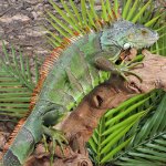 UG_3_4_ft_green_iguana_2.jpg