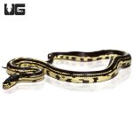 ug_baby_striped_california_kingsnake_het_hypo_albino_4.jpg