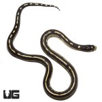 ug_baby_striped_california_kingsnake_het_hypo_albino_3.jpg