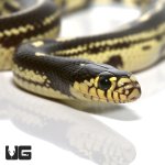ug_baby_striped_california_kingsnake_het_hypo_albino_2.jpg