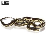 ug_baby_striped_california_kingsnake_het_hypo_albino_1.jpg