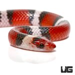 ug_baby_scarlet_snake_4.jpg