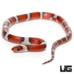 ug_baby_scarlet_snake_3.jpg