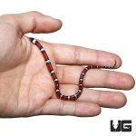 ug_baby_scarlet_snake_2.jpg