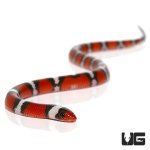 ug_baby_scarlet_snake_1.jpg