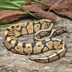 ug_Male_Enchi_Spotnose_Het_Dessert_Ghost_1.jpg