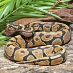 ug_Male_Enchi_Spotnose_Het_Dessert_Ghost_2.jpg