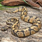 ug_Male_Enchi_Spotnose_Het_Dessert_Ghost_3.jpg