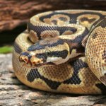 ug_Male_Enchi_Spotnose_Het_Dessert_Ghost_4.jpg