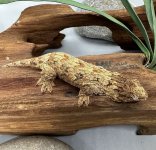 IMG_6527.jpeg