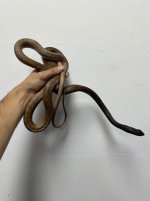 IMG_7514.jpeg
