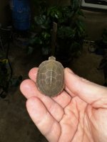 IMG_1334.jpeg