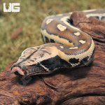 ug_Baby_Sumatran_Blood_Python_3.jpg