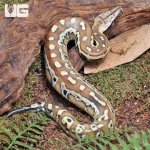 ug_Baby_Sumatran_Blood_Python_2.jpg
