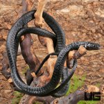 ug_Black_Tree_Snake_4.jpg