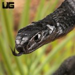 ug_Black_Tree_Snake_2.jpg
