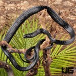 ug_Black_Tree_Snake_1.jpg