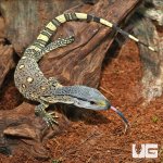 ug_Hatchling_Blackthroat_Monitor_4.jpg