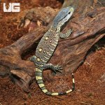 ug_Hatchling_Blackthroat_Monitor_3.jpg