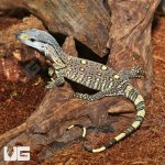 ug_Hatchling_Blackthroat_Monitor_2.jpg