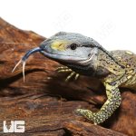 ug_Hatchling_Blackthroat_Monitor_1.jpg
