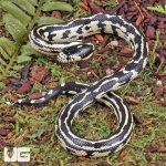 ug_Baby_Aberrant_Striped_California_Kingsnake_4.jpg