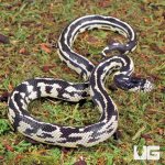 ug_Baby_Aberrant_Striped_California_Kingsnake_3.jpg