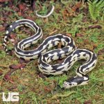 ug_Baby_Aberrant_Striped_California_Kingsnake_2.jpg