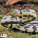 ug_Baby_Aberrant_Striped_California_Kingsnake_1.jpg