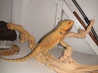 DSC00762.jpg