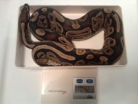 0.1 ball - 1042grams.jpg