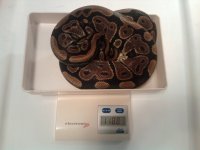 0.1 ball - 1188grams.jpg